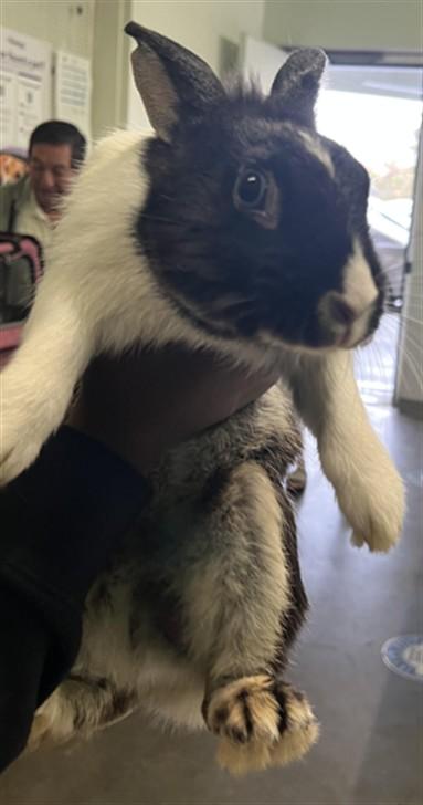 MR. CHARLES, Adoptable, Young Male Bunny Rabbit.
