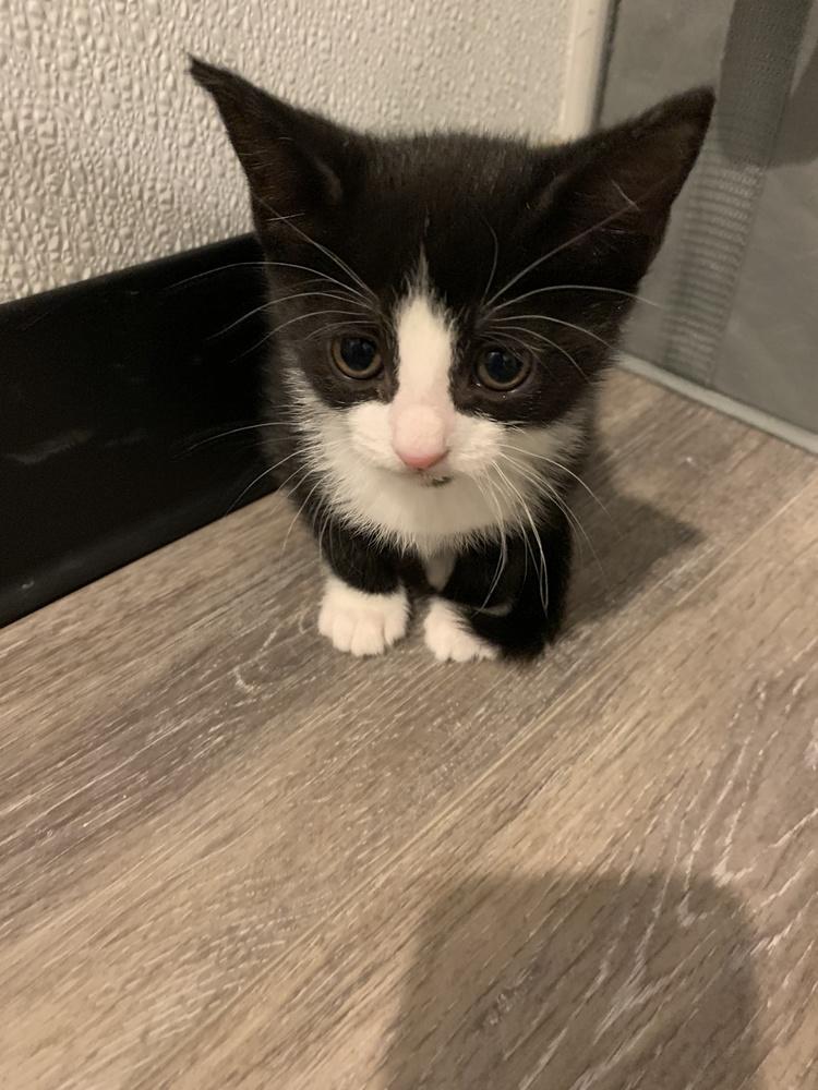 Jackie, Adopted, Kitten Female Domestic Short Hair.