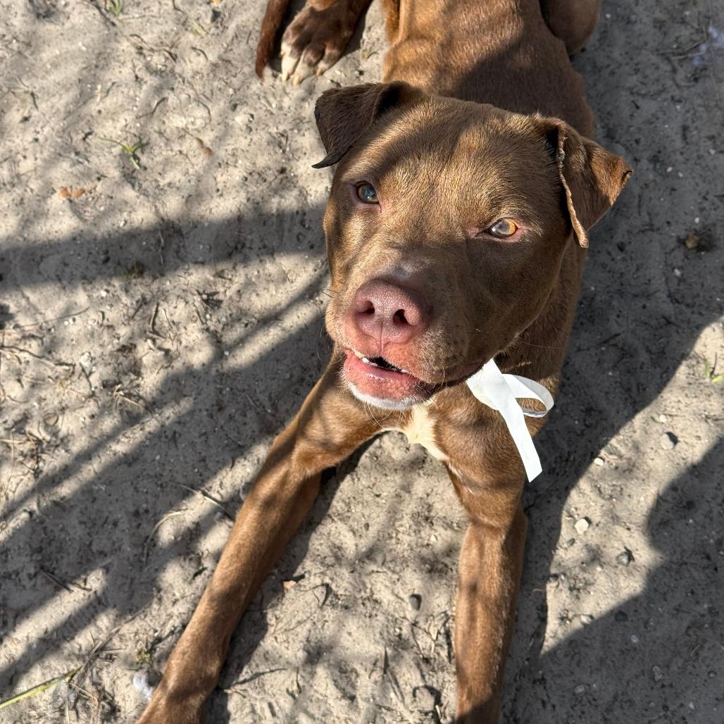 Enlarge Cooper, a Adoptable Mixed Breed in Jacksonville, FL image 3/4