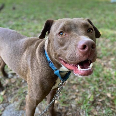 Enlarge Cooper, a Adoptable Mixed Breed in Jacksonville, FL image 4/4