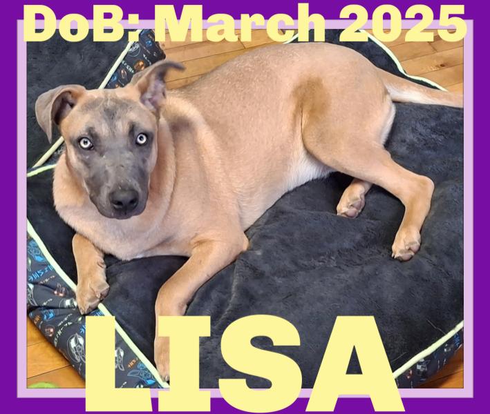 LISA, Adoptable, Young Female Belgian Shepherd / Malinois & Shepherd.