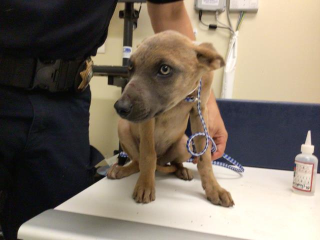 LISA, Adoptable, Young Female Belgian Shepherd / Malinois & Shepherd.