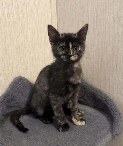 Nami, Adoptable, Adult Female Domestic Short Hair & Domestic Short Hair.