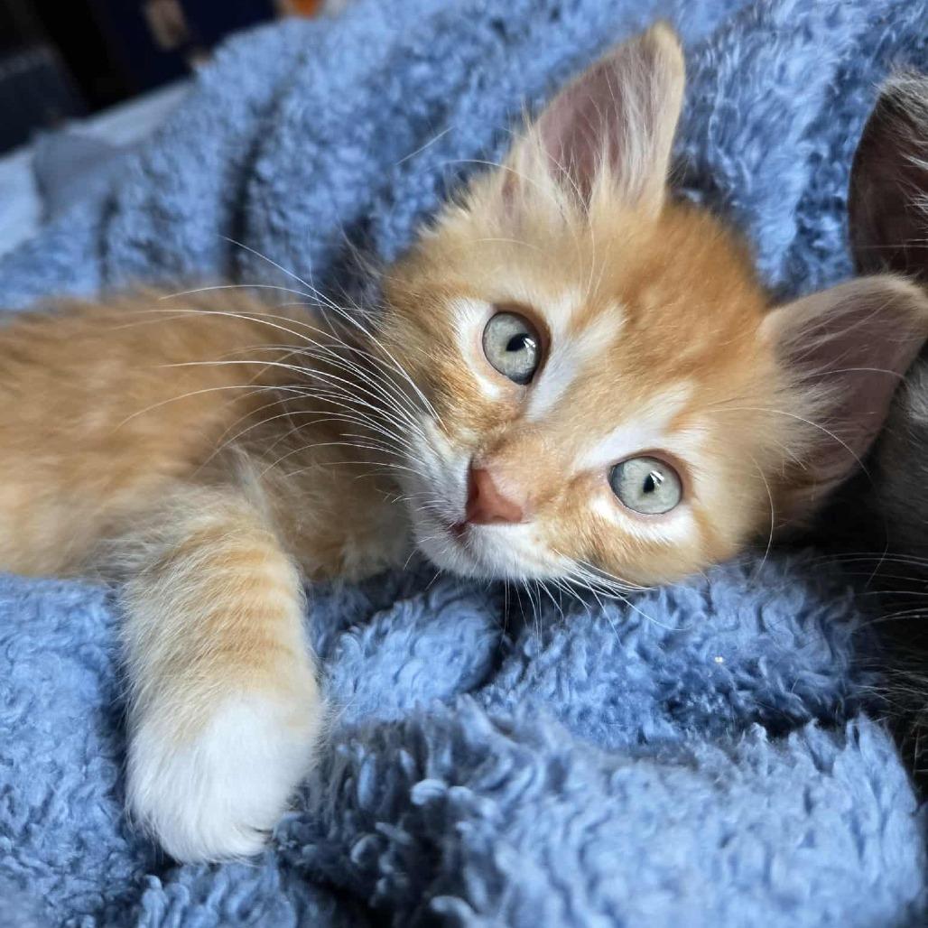 Chester (adopt with Tippie), Adoptable, Kitten Male Domestic Short Hair.