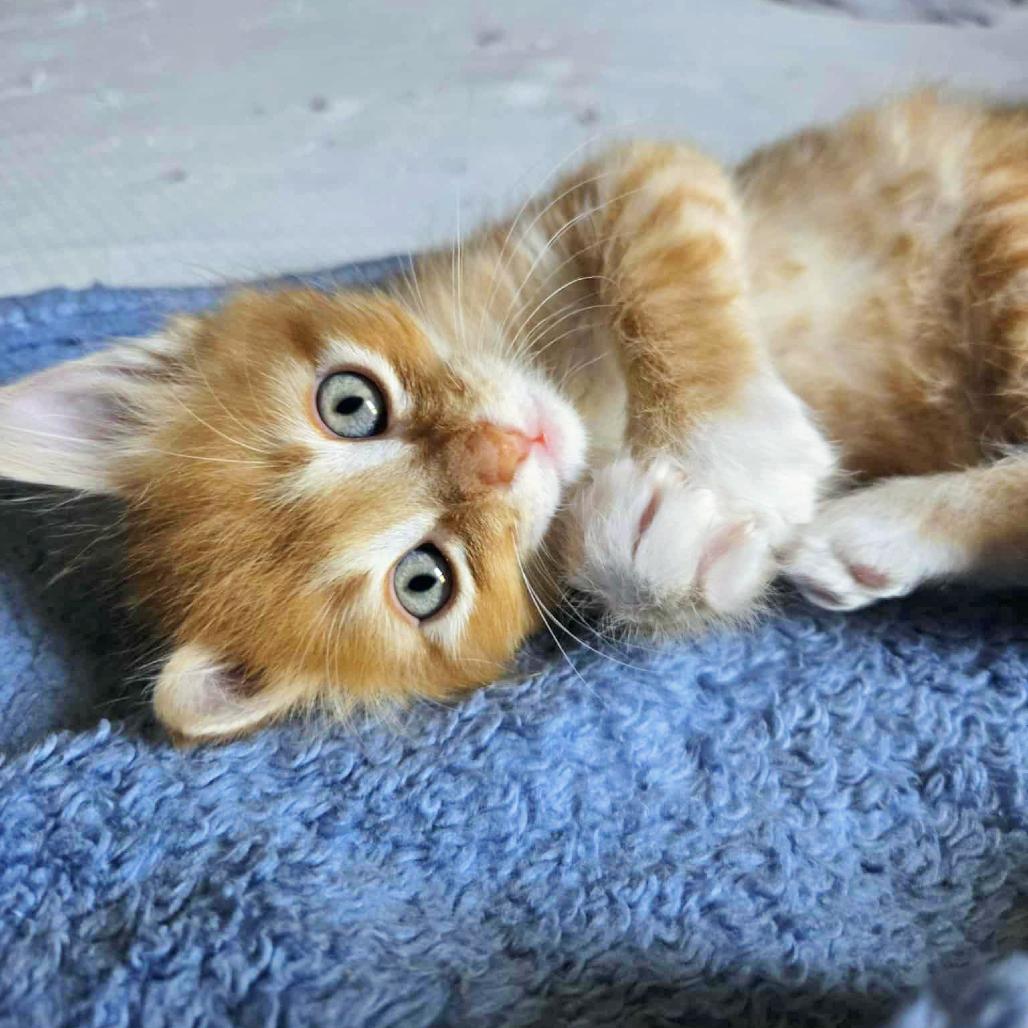 Enlarge Chester (adopt with Tippie), a Adoptable Domestic Short Hair in Fayetteville, GA image 2/3