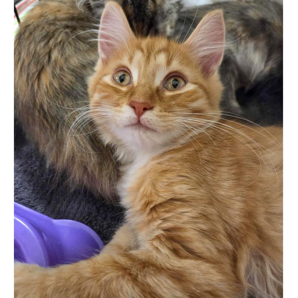 Enlarge Chester (adopt with Tippie), a Adoptable Domestic Short Hair in Fayetteville, GA image 3/3