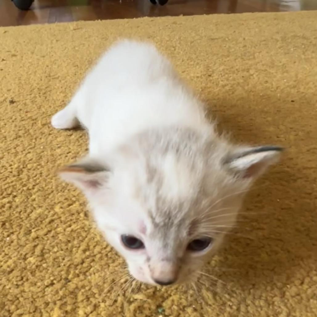 Appa Park (TN), Adoptable, Kitten Female Siamese & Domestic Short Hair.