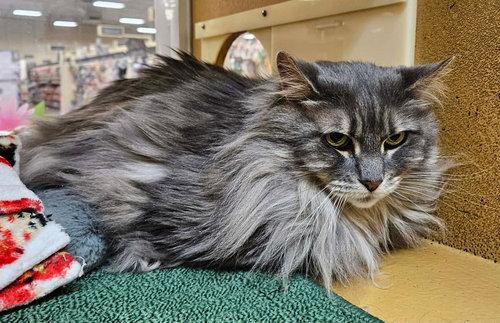 Jaju, ADOPTABLE, Senior Male Domestic Long Hair.