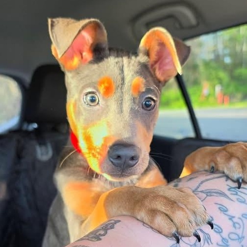 Ducky, an adopted mixed breed in Portland, ME image 4/6