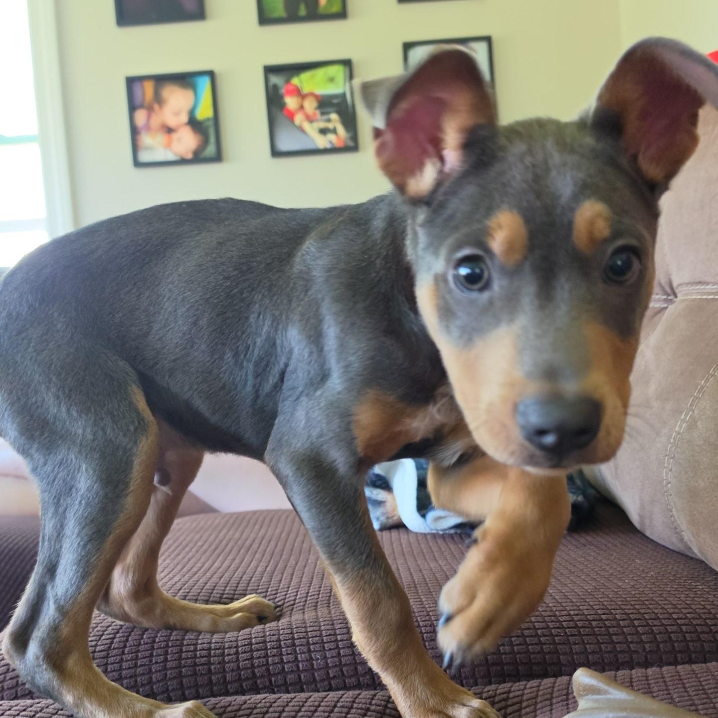 Ducky, an adopted mixed breed in Portland, ME image 6/6