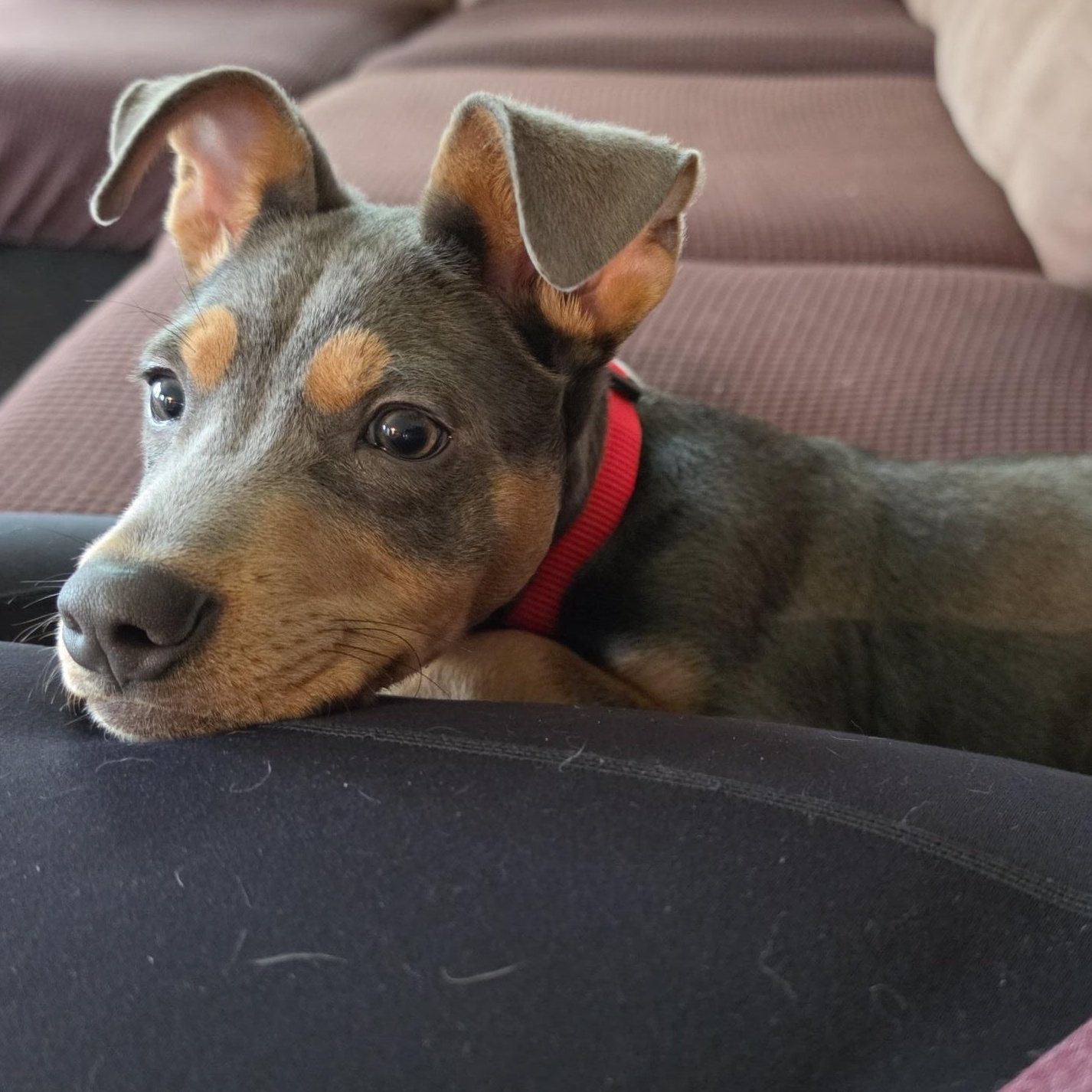 Ducky, an adopted mixed breed in Portland, ME image 1/6