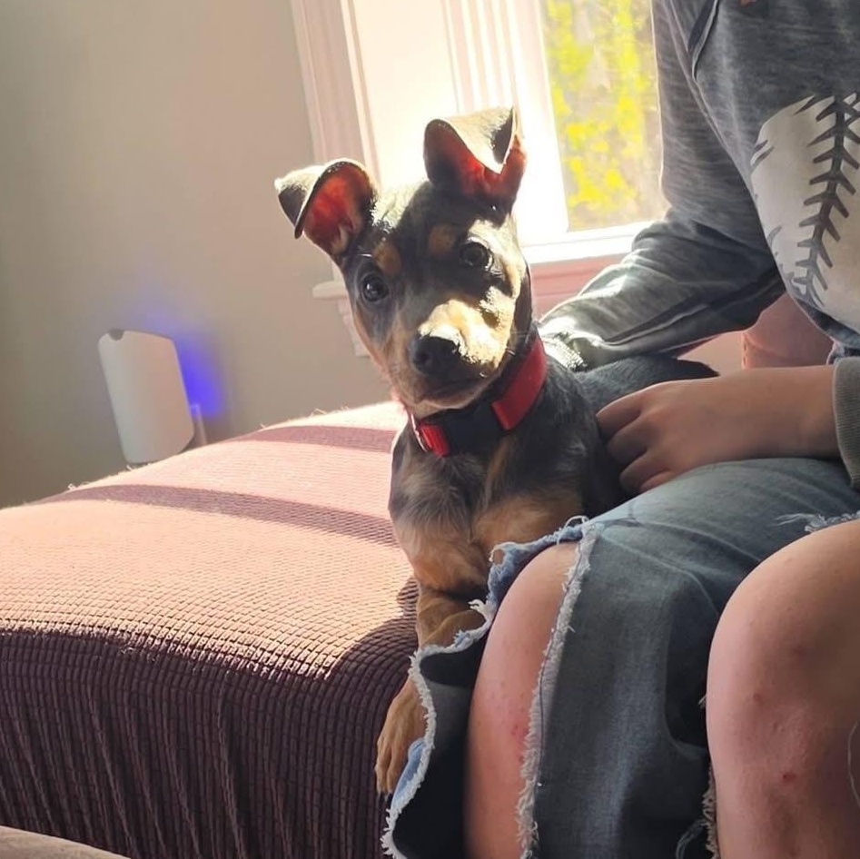 Ducky, an adopted mixed breed in Portland, ME image 3/6