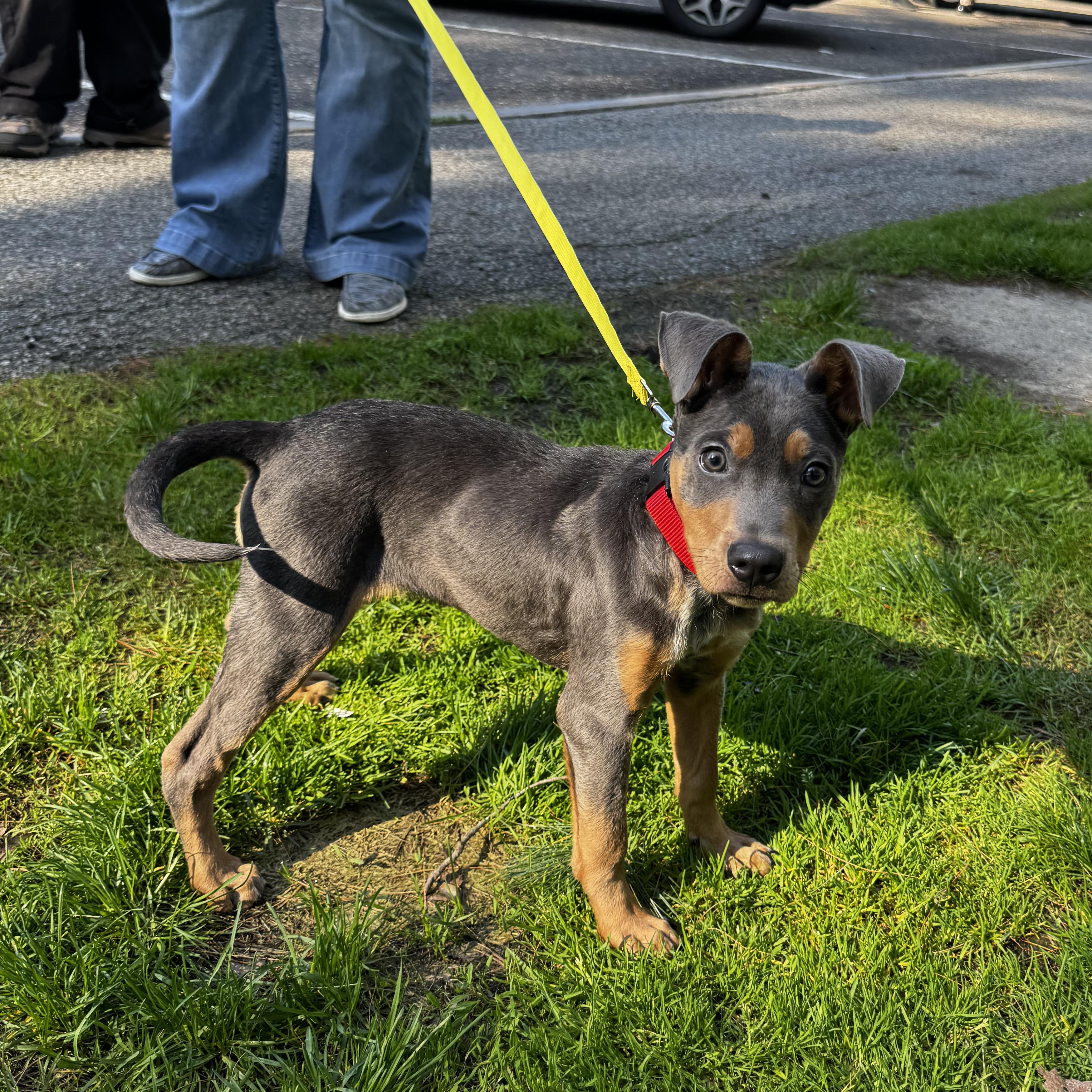 Ducky, an adopted mixed breed in Portland, ME image 2/6