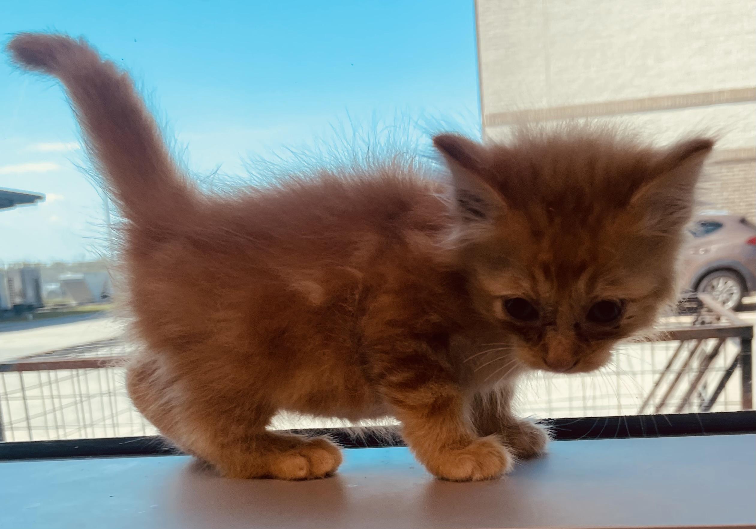 Roger, adopted, Kitten Male Domestic Long Hair.