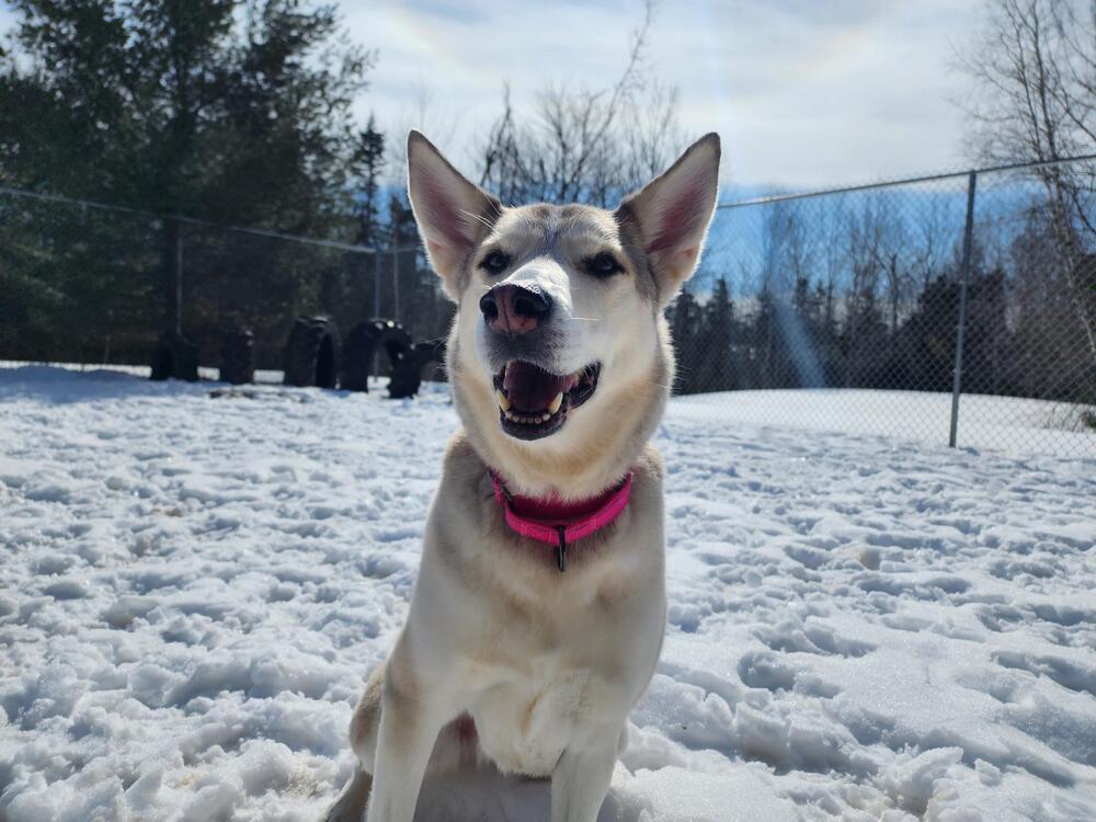 Enlarge Kyra, a Adoptable mixed breed in Trenton, ME image 2/5