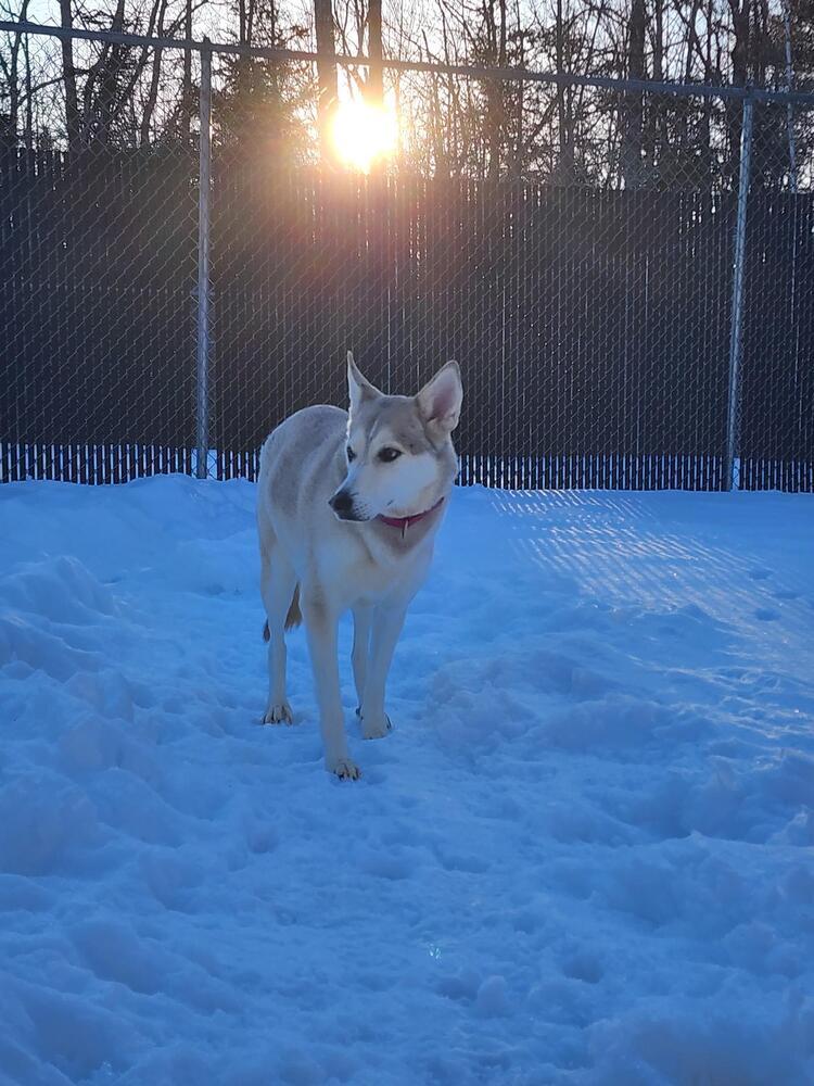 Enlarge Kyra, a Adoptable mixed breed in Trenton, ME image 4/5