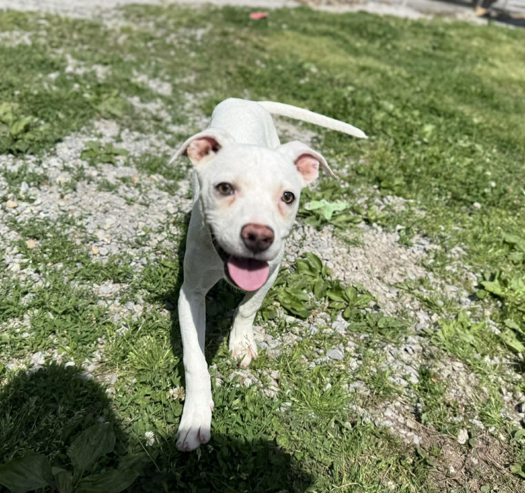 Enlarge Opie, a ADOPTABLE mixed breed in Leitchfield, KY image 3/3
