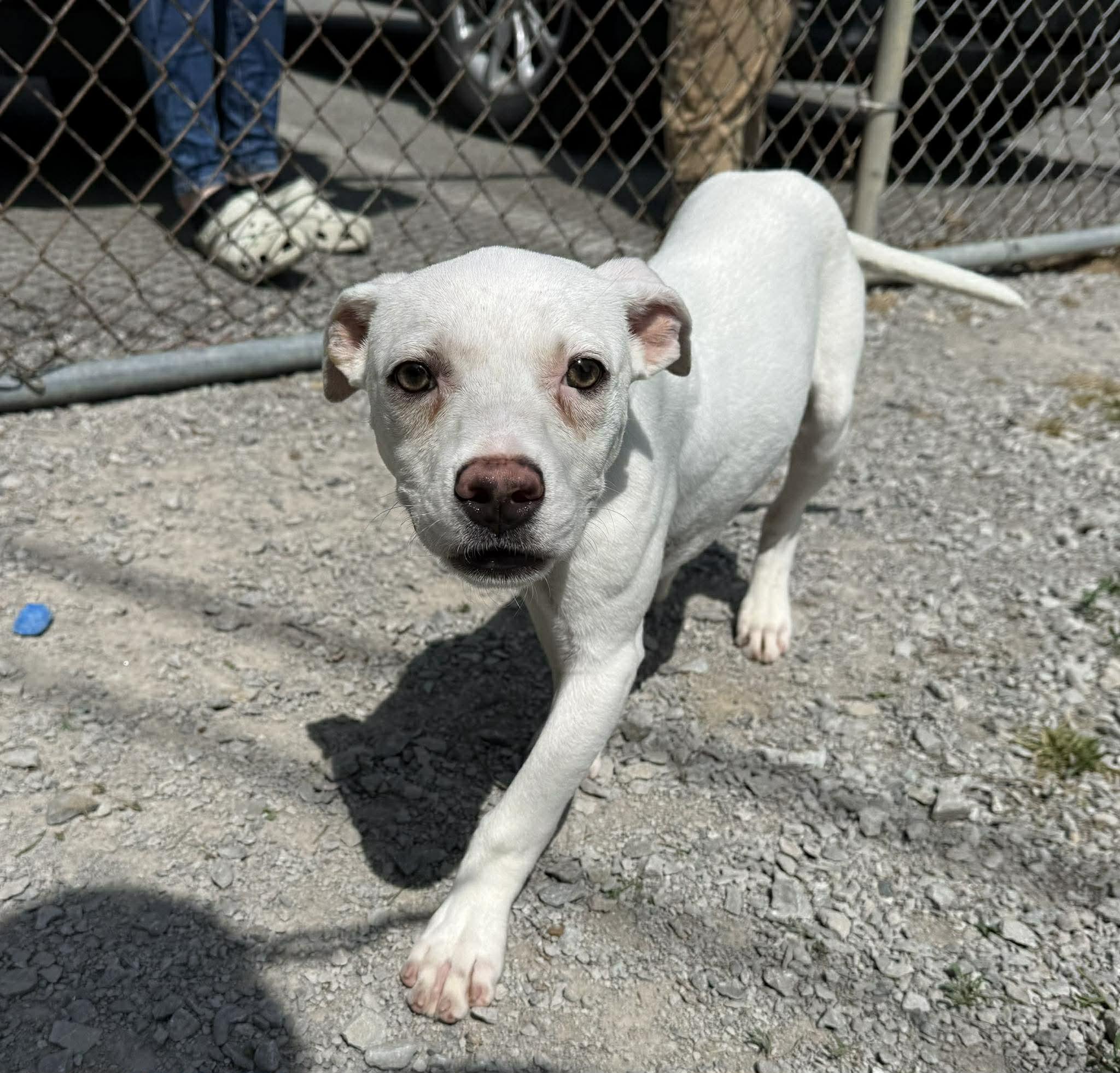 Enlarge Opie, a ADOPTABLE mixed breed in Leitchfield, KY image 2/3