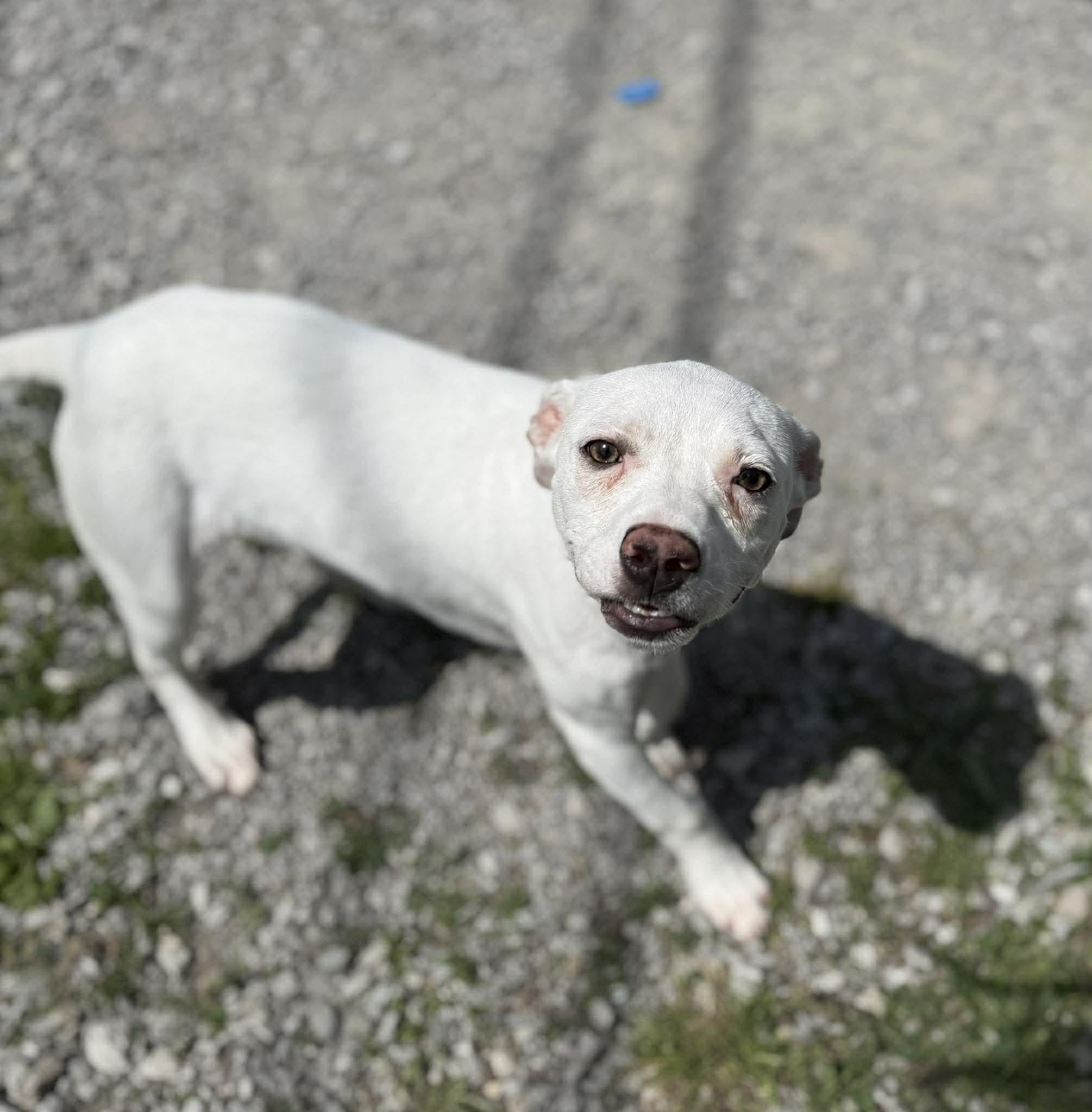 Enlarge Opie, a ADOPTABLE mixed breed in Leitchfield, KY image 1/3