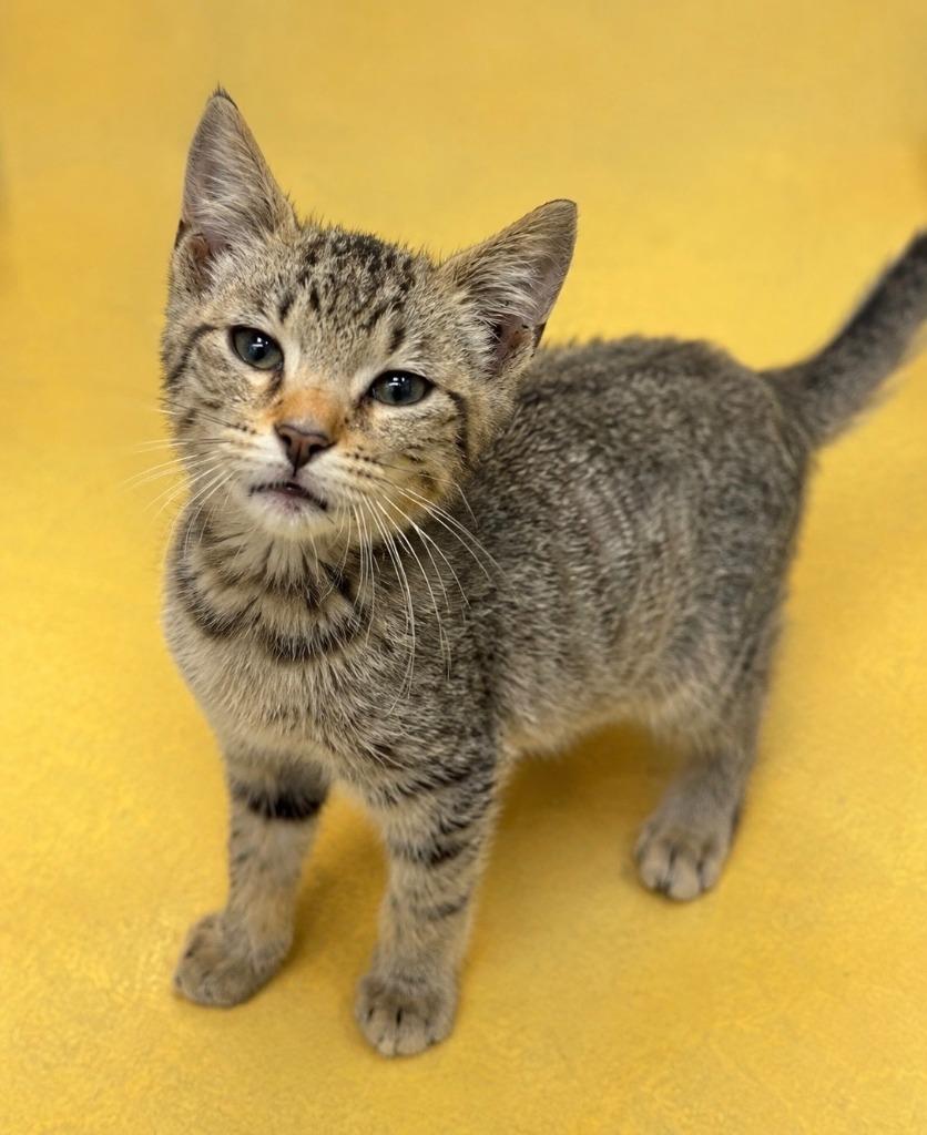 Enlarge Ace, a Adoptable mixed breed in Columbia, TN image 1/2