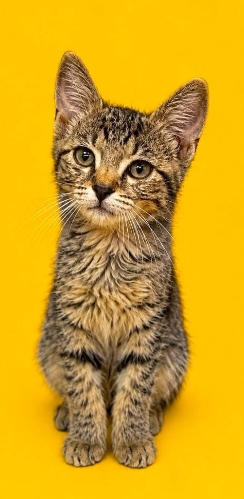 Enlarge Ace, a Adoptable mixed breed in Columbia, TN image 2/2