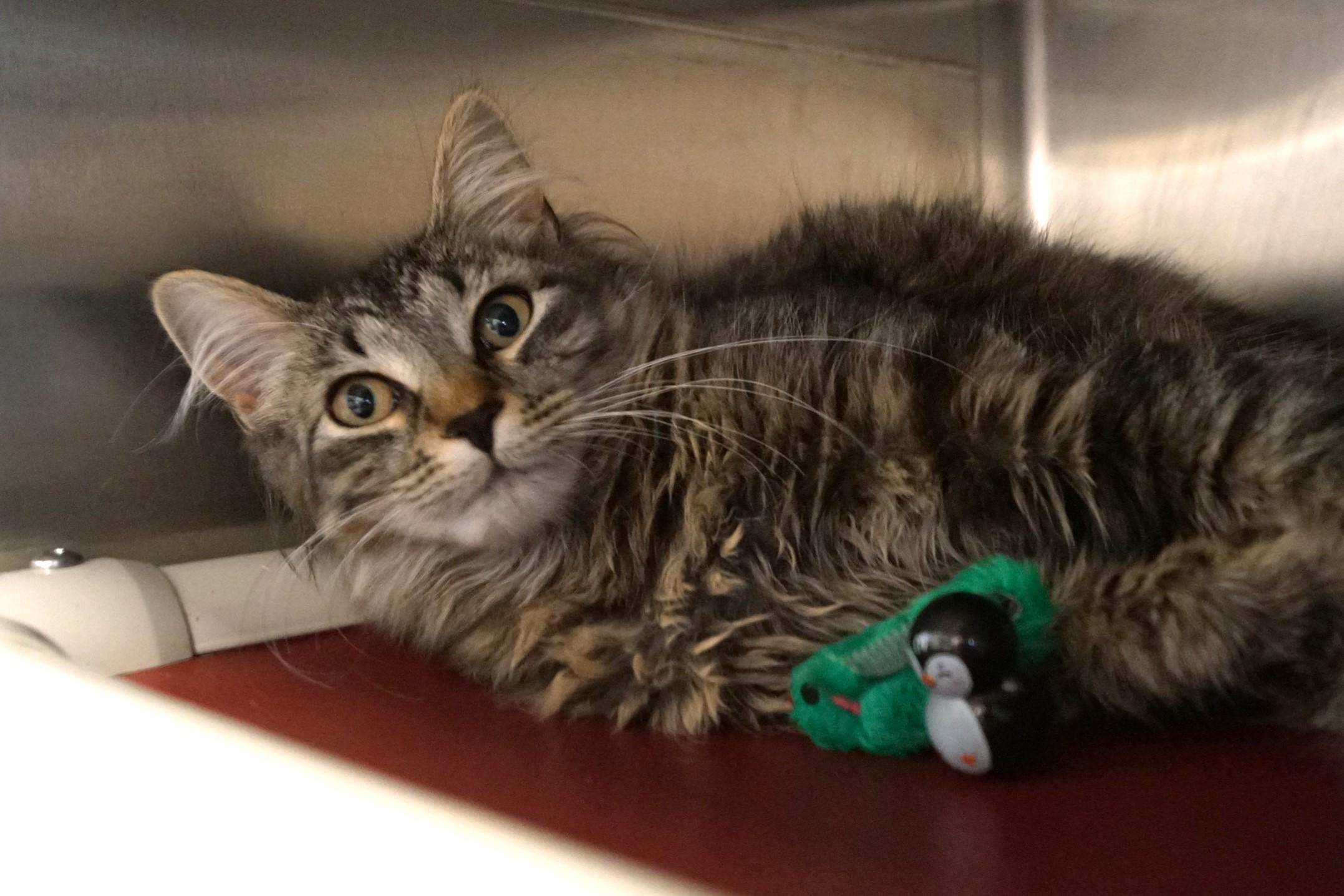 Mishi, Young Female unknown