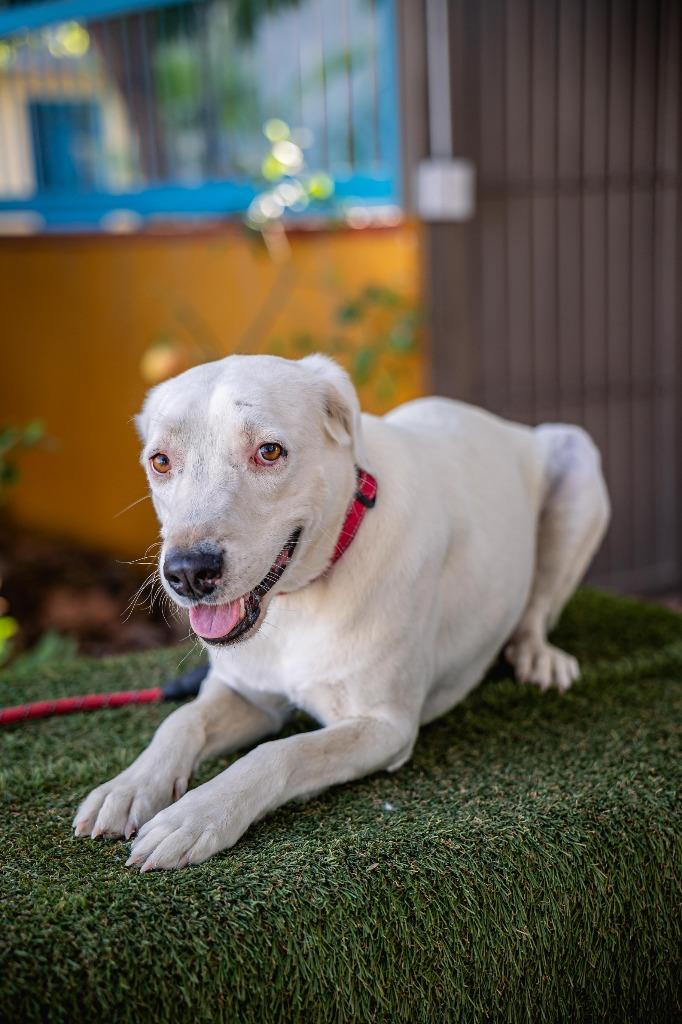 Theo, Adoptable, Adult Male White German Shepherd & Foxhound.