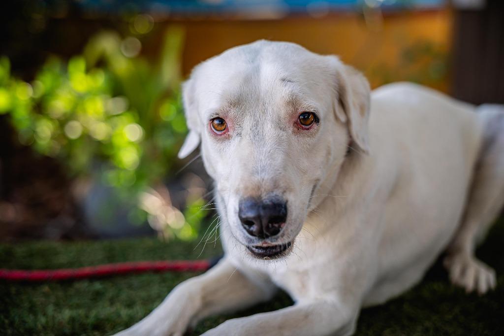 Theo, a Adoptable mixed breed in Anacortes, WA image 1/6
