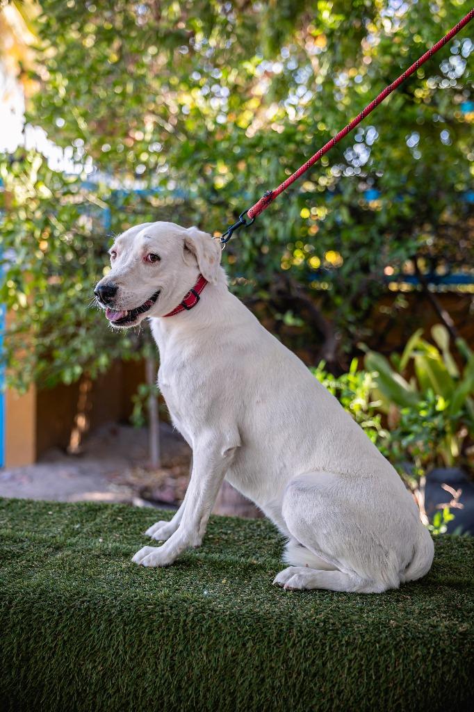 Theo, a Adoptable mixed breed in Anacortes, WA image 2/6