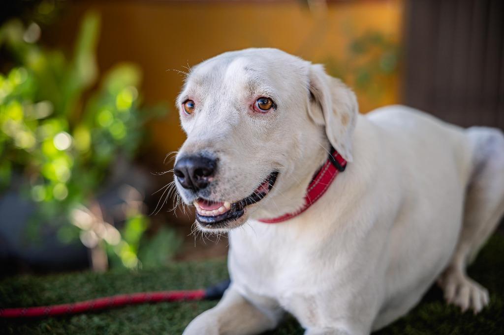 Enlarge Theo, a Adoptable mixed breed in Anacortes, WA image 5/6