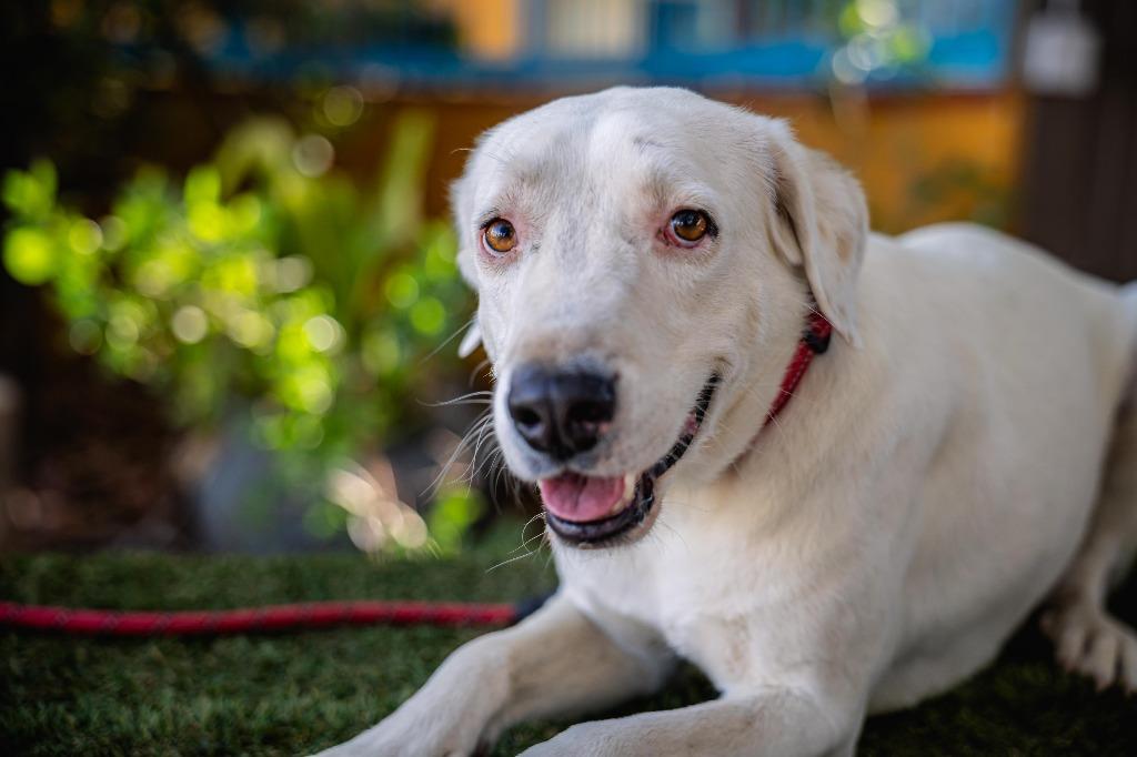 Enlarge Theo, a Adoptable mixed breed in Anacortes, WA image 3/6