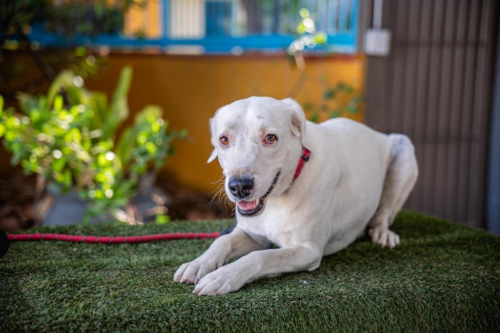 Enlarge Theo, a Adoptable mixed breed in Anacortes, WA image 5/6