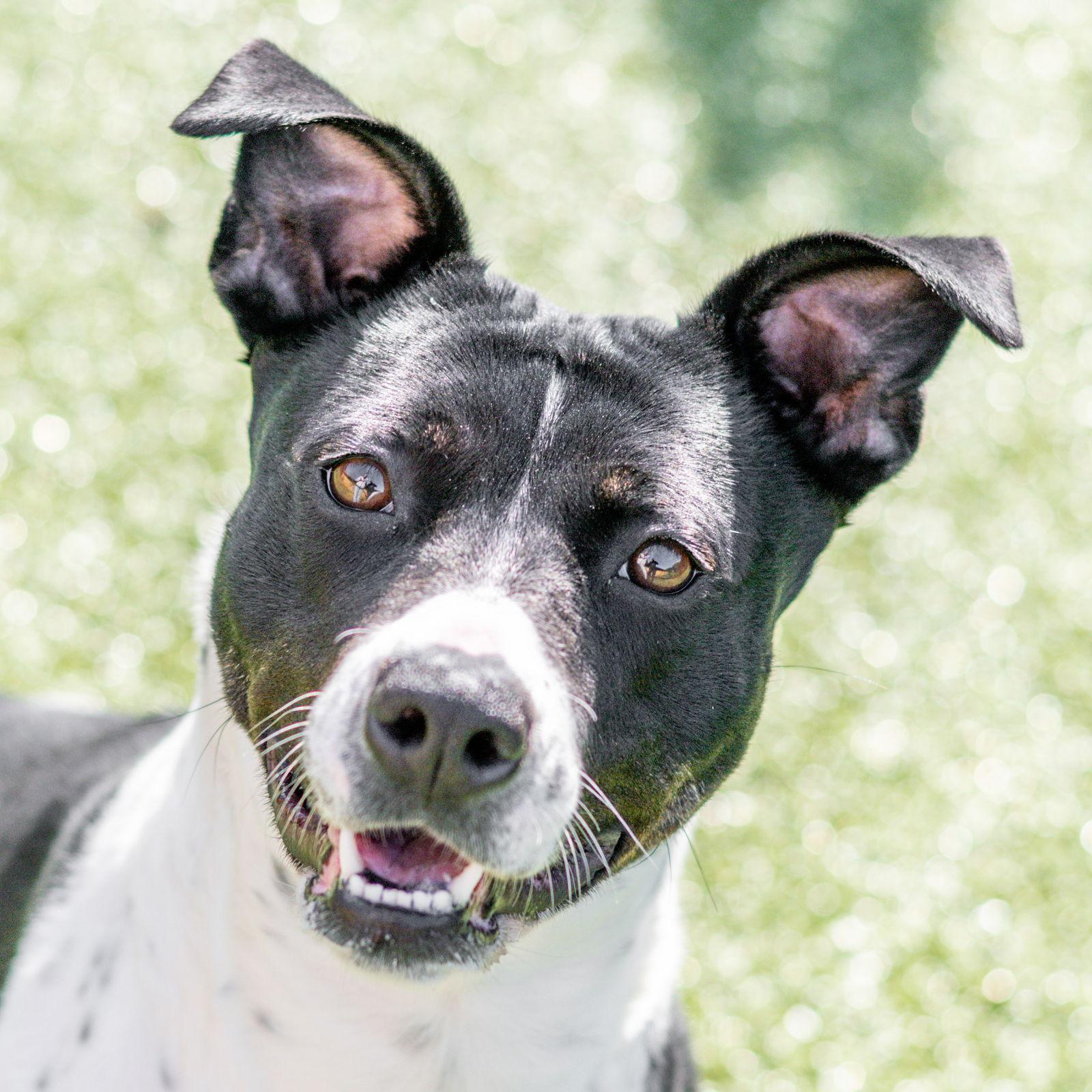 Enlarge Marion, a Adoptable Terrier in Hilton Head Island, SC image 1/2