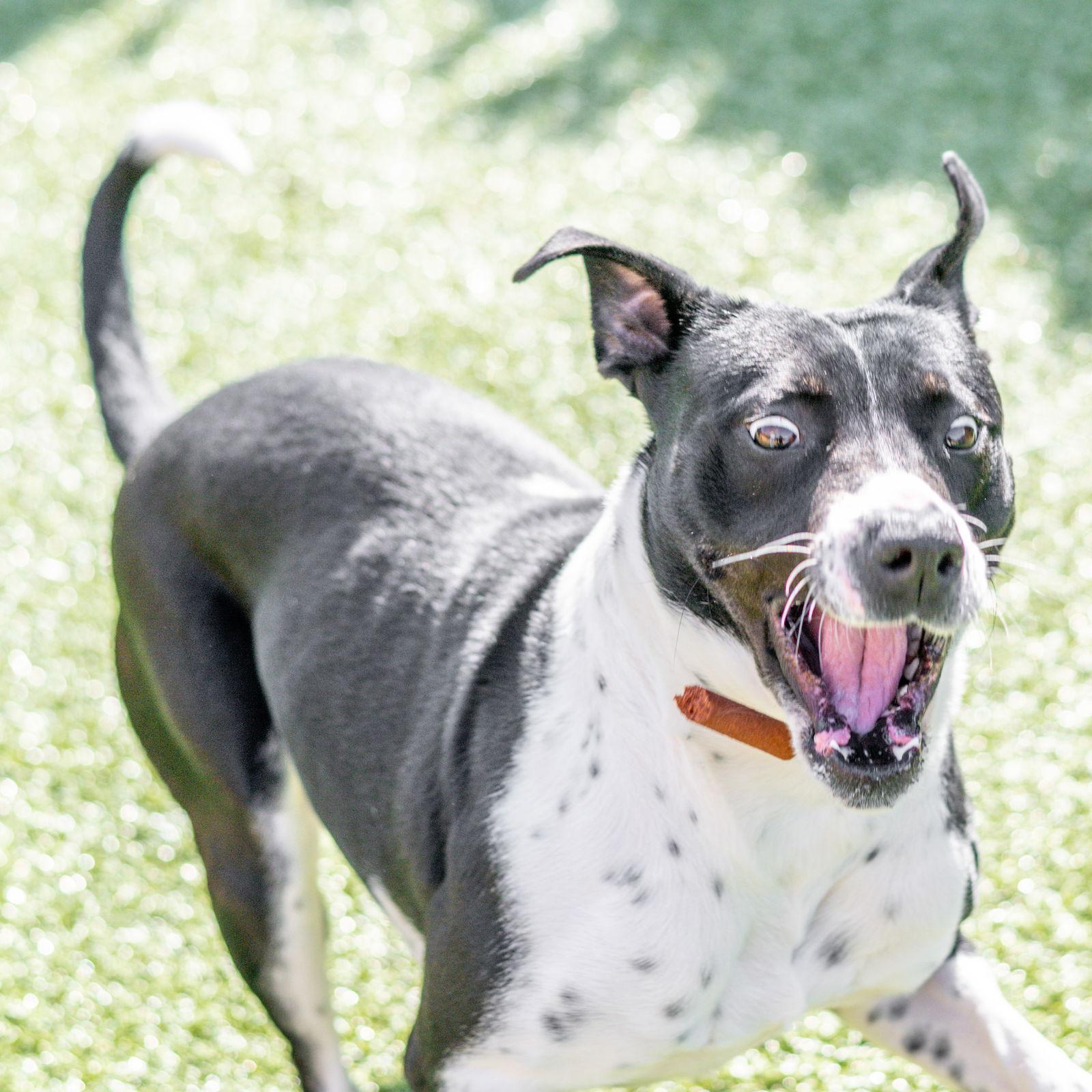 Enlarge Marion, a Adoptable Terrier in Hilton Head Island, SC image 2/2