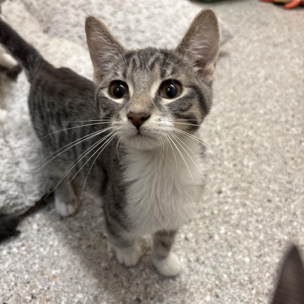 Tale, Adoptable, Kitten Male Domestic Short Hair.