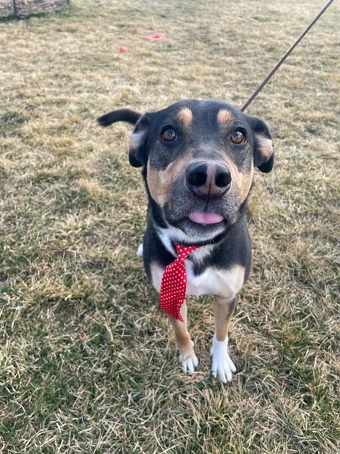 BEAR, Adoptable, Adult Male Rottweiler & Australian Kelpie.