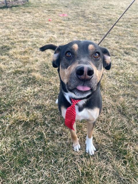 Enlarge BEAR, a Adoptable mixed breed in Ogden, UT image 2/2
