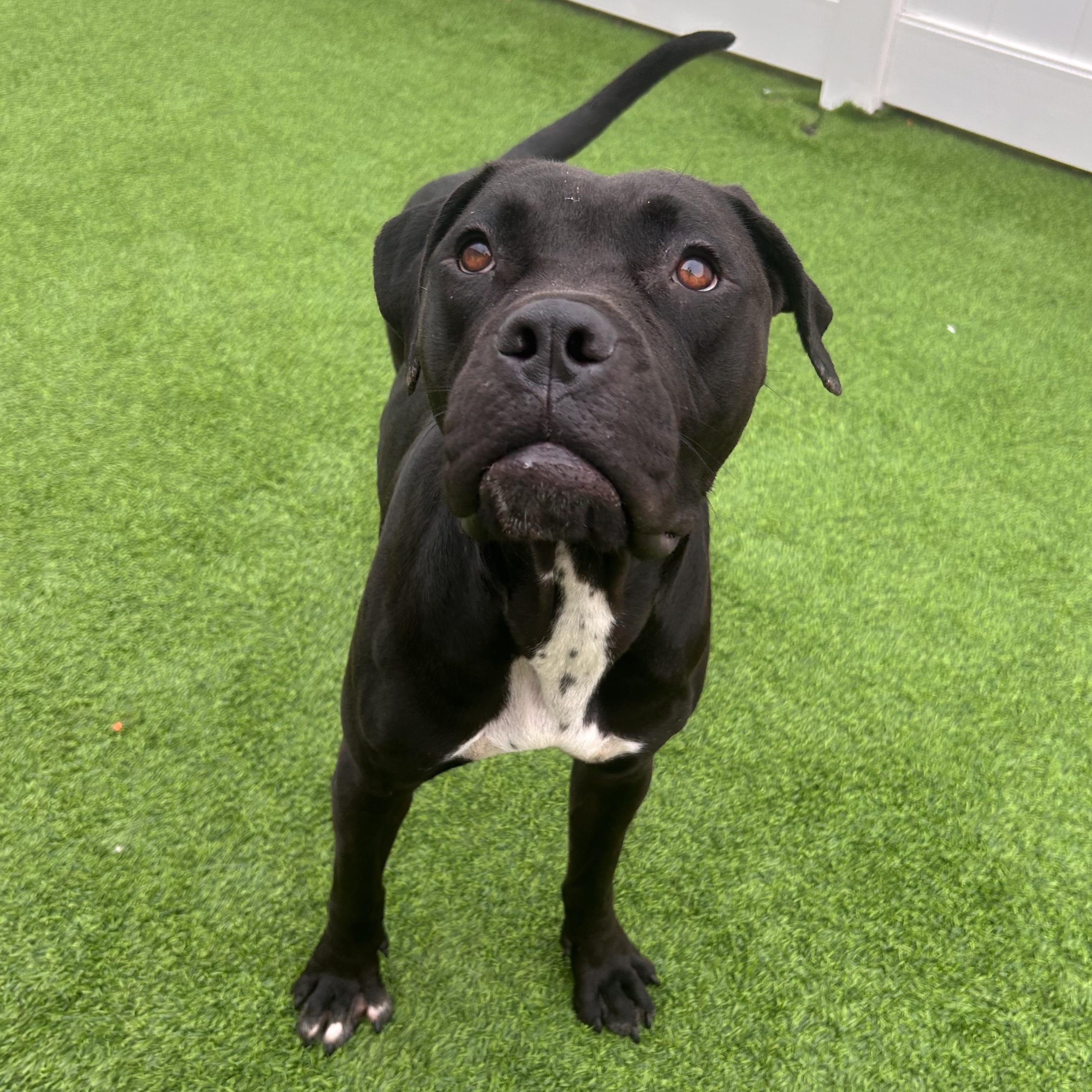 Enlarge Keke, a Adoptable mixed breed in The Colony, TX image 3/6
