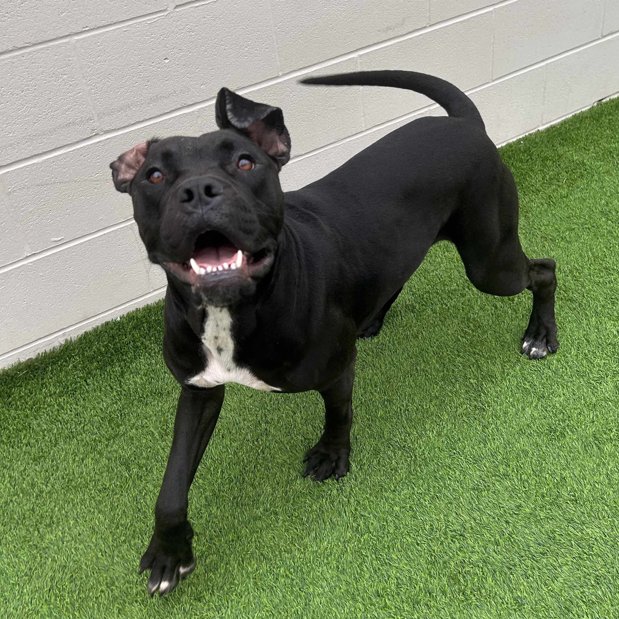 Enlarge Keke, a Adoptable mixed breed in The Colony, TX image 2/6