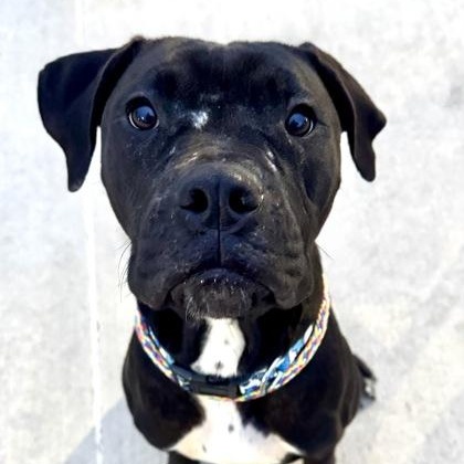 Keke, a ADOPTABLE mixed breed in The Colony, TX image 3/6