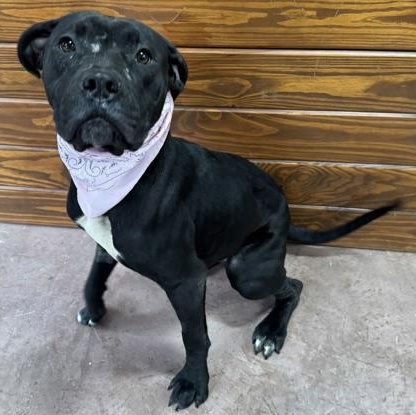 Keke, a ADOPTABLE mixed breed in The Colony, TX image 2/6