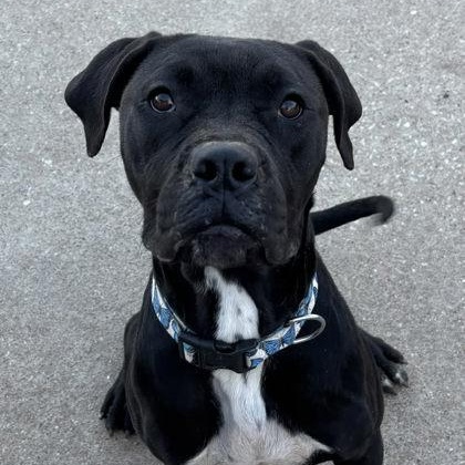 Keke, a ADOPTABLE mixed breed in The Colony, TX image 1/6