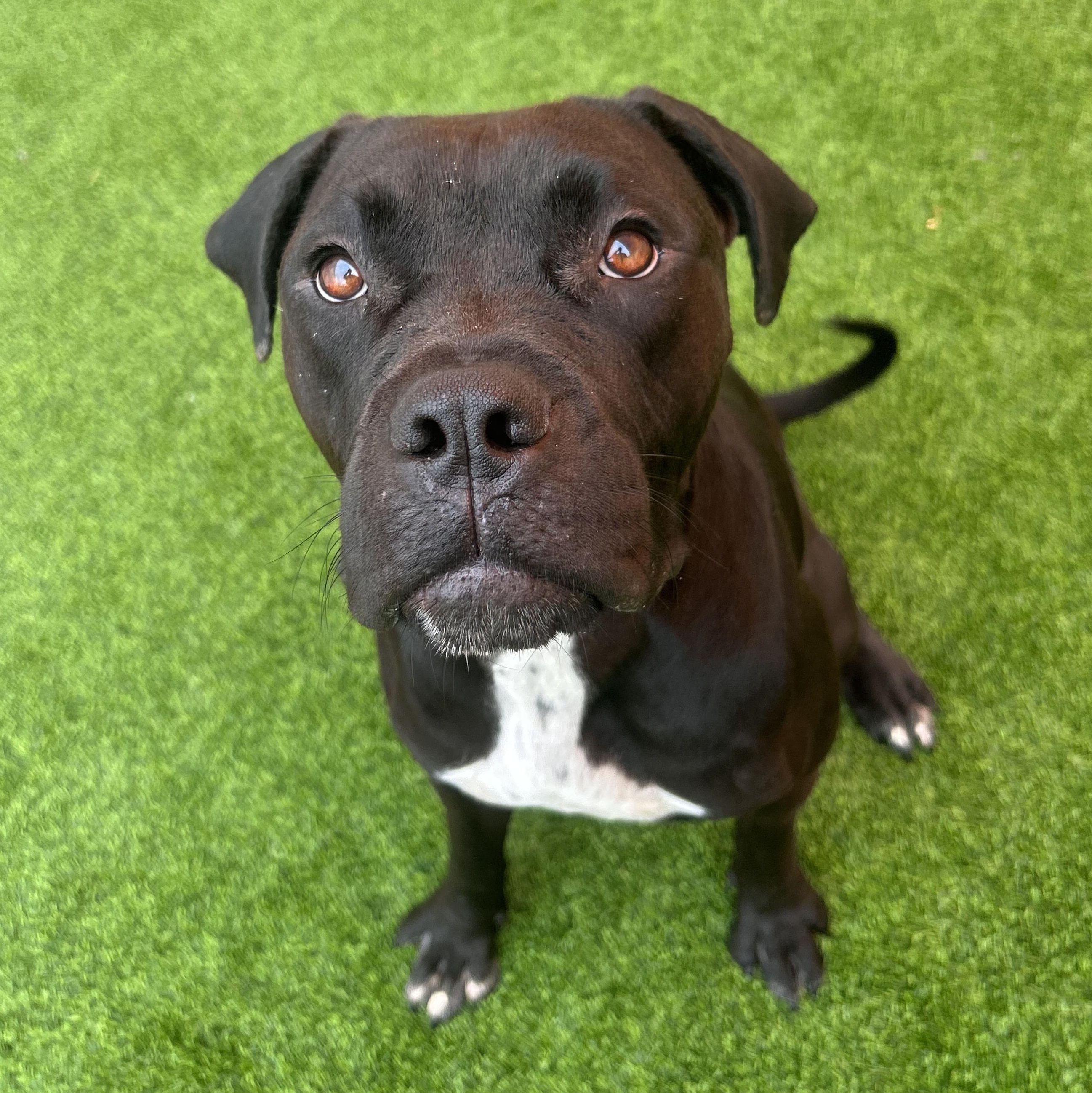 Enlarge Keke, a Adoptable mixed breed in The Colony, TX image 5/6
