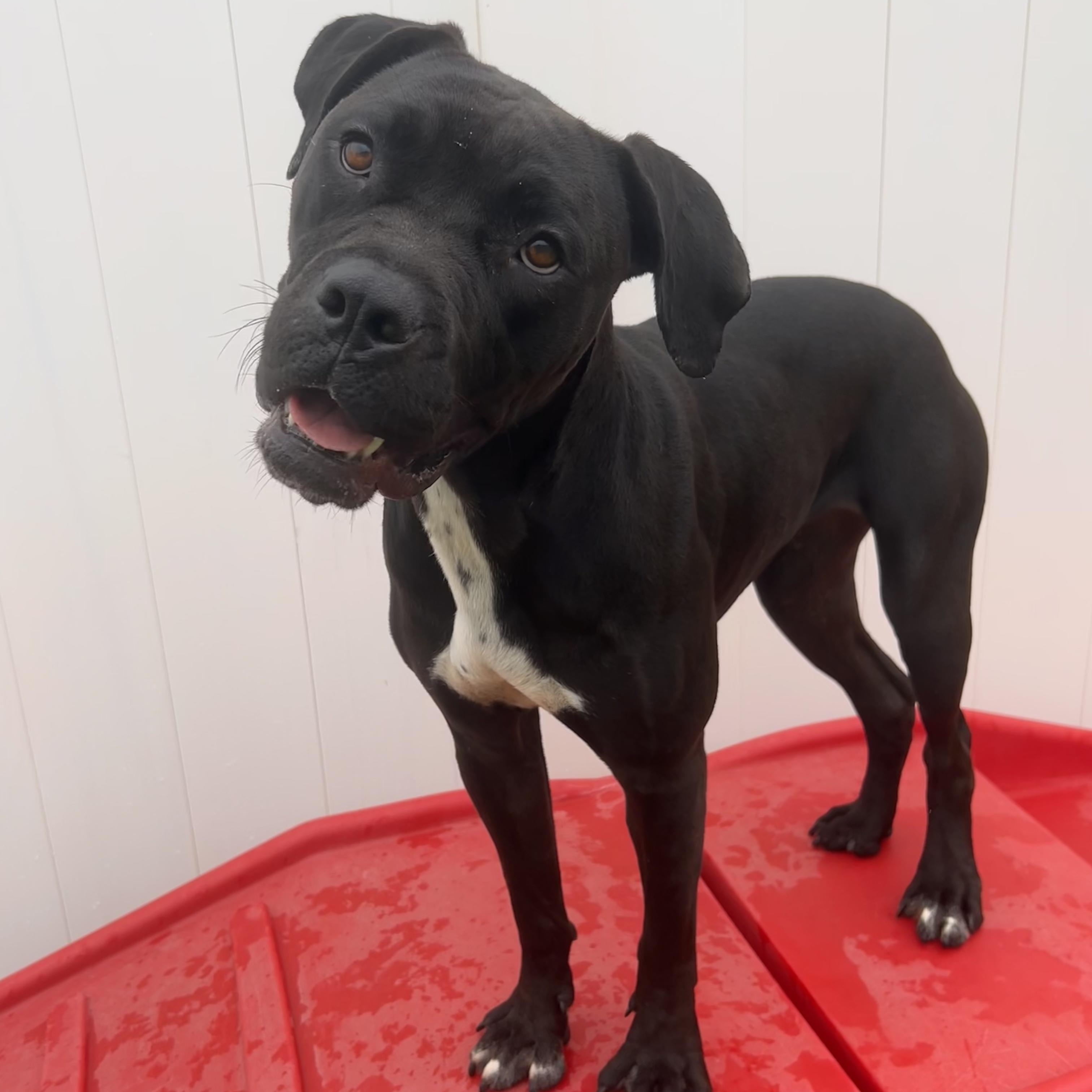 Enlarge Keke, a Adoptable mixed breed in The Colony, TX image 6/6