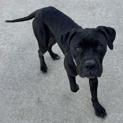 Keke, a ADOPTABLE mixed breed in The Colony, TX image 6/6