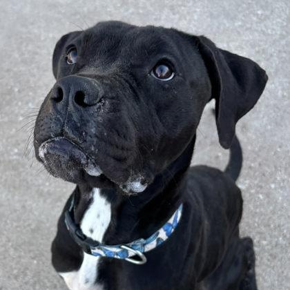 Keke, a ADOPTABLE mixed breed in The Colony, TX image 4/6