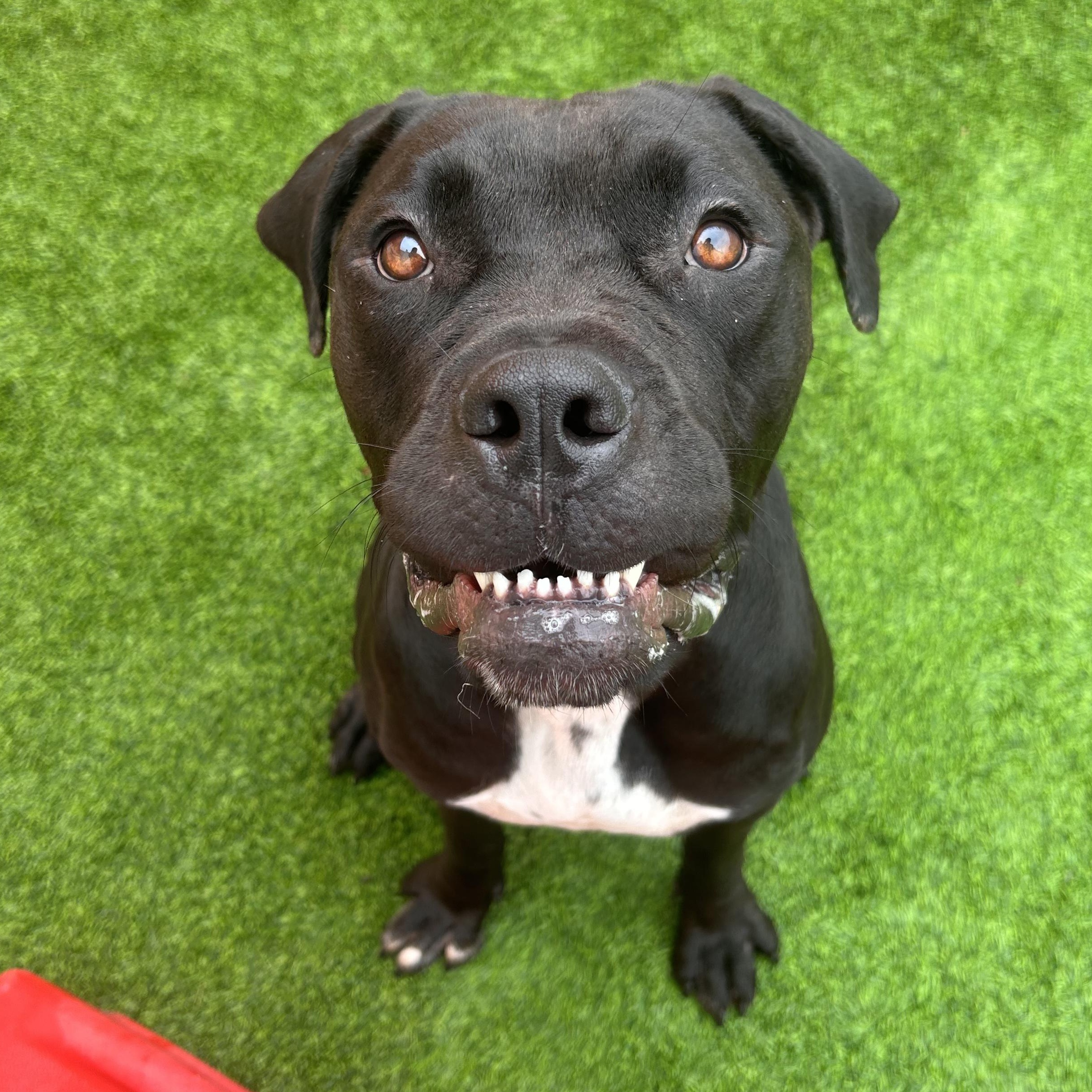 Enlarge Keke, a Adoptable mixed breed in The Colony, TX image 1/6