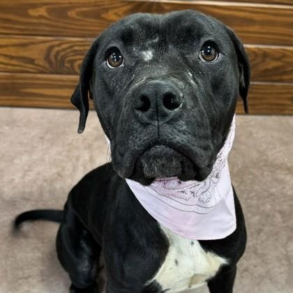 Keke, a ADOPTABLE mixed breed in The Colony, TX image 5/6