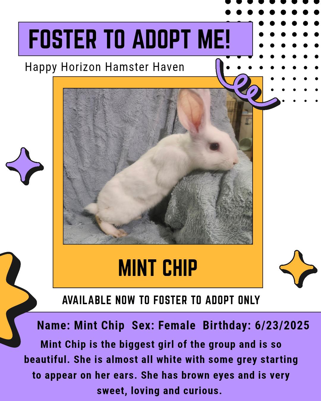 Enlarge Mint Chip, a Adoptable American in West Chester, OH image 1/1