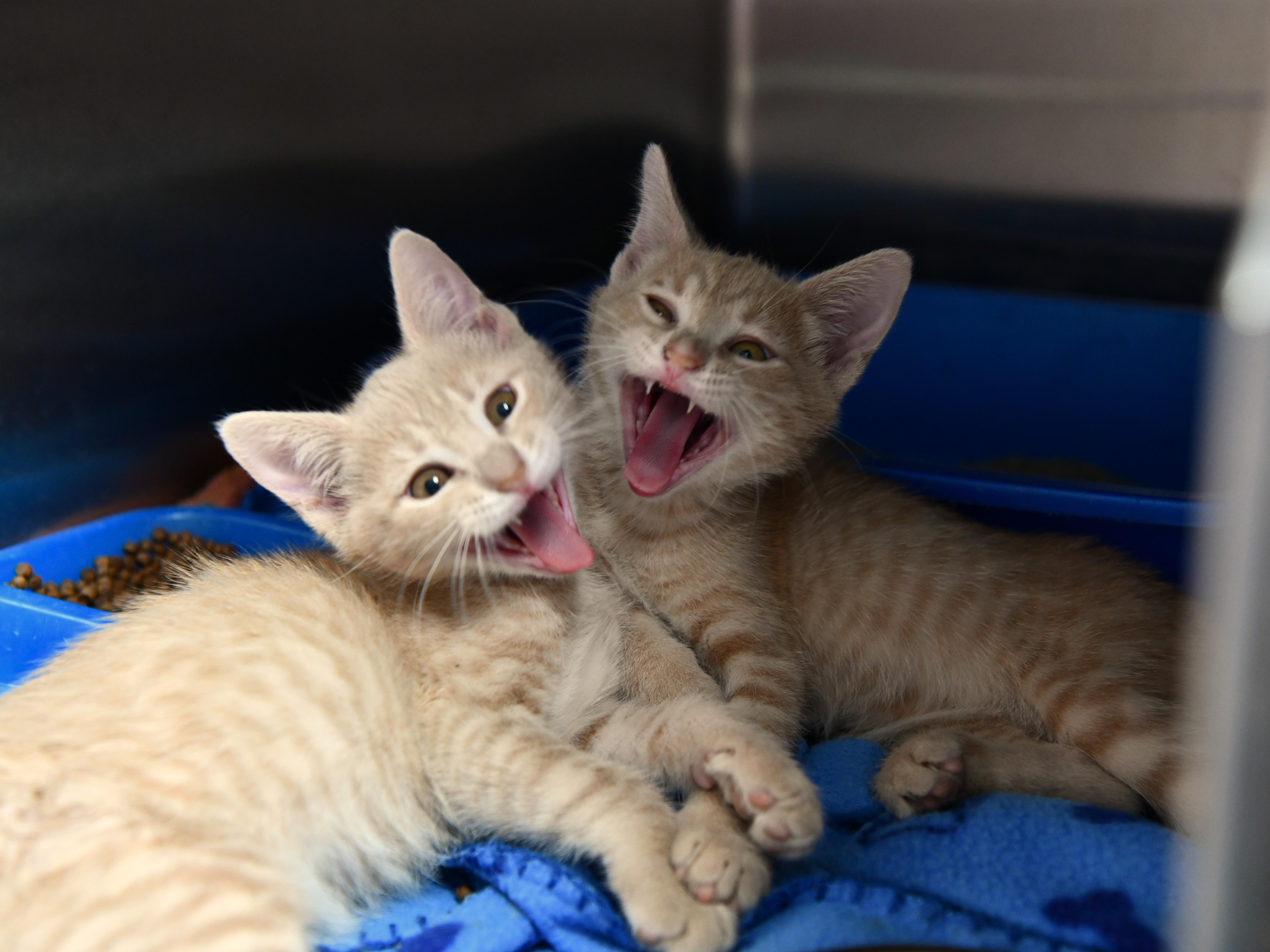 Enlarge Austin and Houston, a ADOPTABLE Domestic Short Hair in Fairhope, AL image 1/1